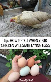 Waiting For That First Egg Is A Painstaking Process In This Post I Shared A Quick Video On How T Egg Laying Chickens Best Egg Laying Chickens Raising Chickens