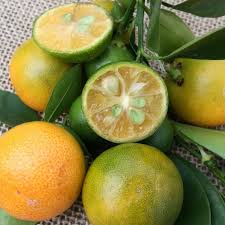 Image result for Citropsis