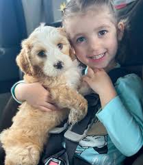 Australian Labradoodle • Bernedoodle • Cavapoo Breeder