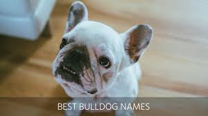 Do you have a favorite french bulldog dog name? Ultimate List Of The Top 500 Bulldog Names Cute And Popular Puppy Name Ideas