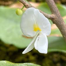 Image result for Uapaca nitida