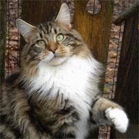 Visit our fb page at purr love cattery for more info. Maine Coon Breeders Near Edison New Jersey