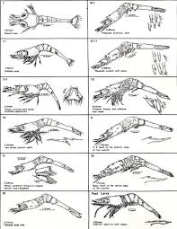 Freshwater Prawns Biology And Life History