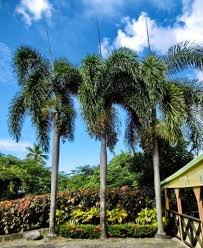 Image result for Wodyetia bifurcata