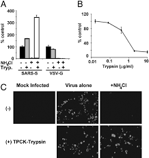 She has worked with law firm upper management to place significant individuals and groups at a number of the top am law 100 firms in both southern and. Inhibitors Of Cathepsin L Prevent Severe Acute Respiratory Syndrome Coronavirus Entry Pnas