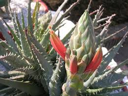 Maybe you would like to learn more about one of these? Aloe Humilis Hedgehog Aloe Ust Greenhouse Project
