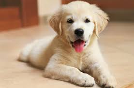 Your pup might need 2 to 3 cups of puppy food a day, depending on the size of your puppy and his hunger. How Much To Feed A Lab Puppy 4 Week 6 Week 8 Week 10 Week