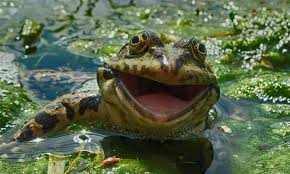 Several albums have gone gold and platinum, while she has won major international music awards. Pin By Suzana Rak On Anima Ls Comedy Wildlife Photography Laughing Animals Funny Animal Photos