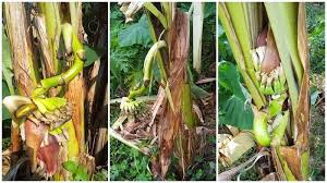 Gambar pohon pisang yang mudah digambar. Terbaru Flora Unik Agrowisata Kang Bejo Balikpapan Bertumbuh Pohon Pisang Berbuah Di Tengah Batang Halaman All Tribun Kaltim