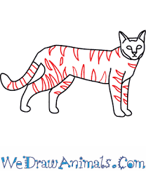 How to draw a wildcat face in a step by step easy lesson! How To Draw A Wildcat