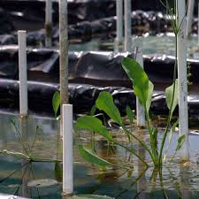 Image result for Butomopsis