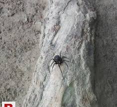 Black widow spiders have the most toxic spider bite in the us. Black Widow Spider For Sale In Chitral Kpk Pakistan In Peshawar Clasf Animals