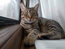 My kitten was throwing up for 2 days and now she wont eat also her pupils are a little dilated. Queenie Our 8 Month Old Kitten We Fostered Then Adopted From 4 Weeks Old She Is Really Becoming A Beautiful Cat Cats