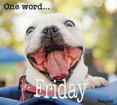 Security Check Required Dog Smells Cat Behavior Problems Picture Prompts