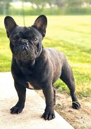 We did not find results for: French Bulldog Puppies In Montana Home Facebook