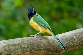 Black Bird With Yellow Breast Texas Blue Green Yellow Bird In South Texas Yahoo Image Search Results Bird San Francisco Zoo Primates