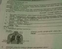 Pernapasan terjadi secara tidak sadar contohnya terjadi ketika kita tidur. Jelaskan Proses Pernafasan Perut Pernapasan Dada Dan Perut Pengertian Sisitem Mekanismenya Volume Rongga Perut Menjadi Lebih Kecil Journals Quotes