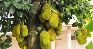 The Jackfruit Occupied Pride Of Place In Sangam Poetry 2 000 Years Before Becoming A Vegan Sensation