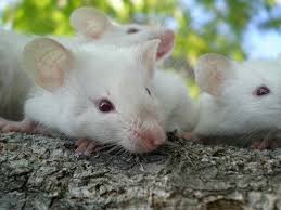 A Mouse Can Fit Through A Hole The Size Of A Ballpoint Pen Weird And Wonderful Pets Weird Facts