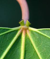 Image result for Vernicia montana