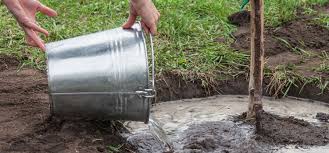 This rule does not allow you to discharge greywater from sources other than your laundry onto the lawn. Using Grey Water To Help Plants Survive A Hot Summer