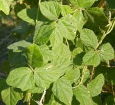 Image result for Macroptilium atropurpureum