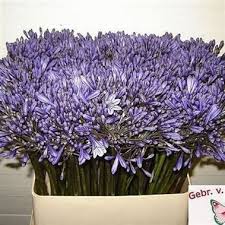 We've spoken to professional florists for expert tips on how to help cut flowers last longer. Pin On Wedding Flowers 2