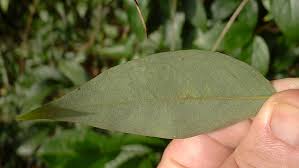 Image result for Janusia