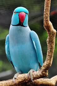 Blue Bird With White Ring Around Neck Beautiful Parrot Wallpapers For Desktops Beautiful Birds Animals Beautiful Pet Birds