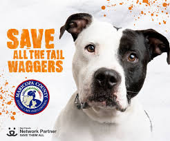 We help shelter small dogs who have been abandoned, neglected, abused, or are unwanted. Phoenix Area County Shelters Have Free Dog Cat Adoptions Through July 4
