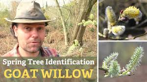 Image result for Goat Willow