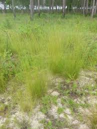 Image result for Aristida pilgeri