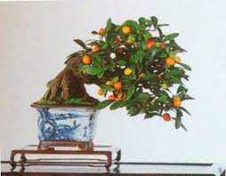 Tohumların iki kenarında bulunan fitil lifleri temizliyoruz. I Found This Kumquat On Ryan Bell S Japanese Bonsai Pot Blog Japanese Bonsai Bonsai Pots Bonsai