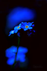 a world in light and darkness photographer andreas hensel bilder farbe blau blumen
