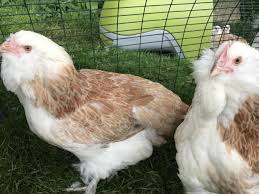 It is worth noting that the rooster and the hen are in different color. Smallholder Poultry Breed Of The Month Fabulous Faverolles South West Farmer