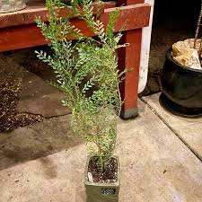 Image result for Lannea