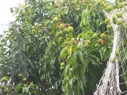 Résultat de recherche d'images pour "lychee trees"