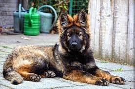 We did not find results for: Cheap German Shepherd Puppies For Sale Home Facebook