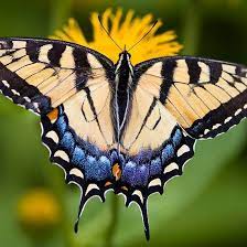 Tiger Swallowtail Butterfly Art By Oscar Gutierrez Features A Close Up Photograph Of A Tiger Swall Butterfly Art Swallowtail Butterfly Butterfly Illustration