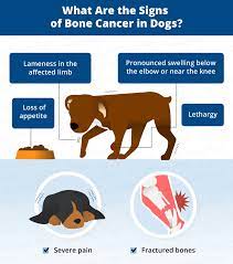 The tumor may also spread and infect other areas of the dog's body such as the lungs. Bone Cancer Osteosarcoma In Dogs Canna Pet