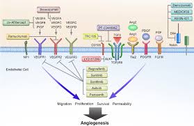 Understanding And Targeting Resistance To Anti Angiogenic Therapies Clarke Journal Of Gastrointestinal Oncology Oncology Therapy Understanding