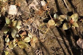 Image result for Faroa