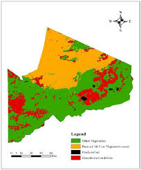 Image result for Gutenbergia cordifolia