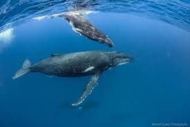 This beautiful portrait is from our first encounter with a friendly. Togo Motherhood Whale Wildlife Photos Humpback Whale