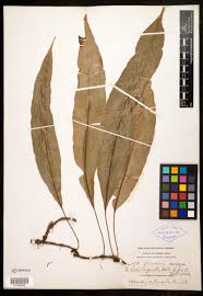 Image result for Oleandraceae