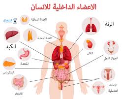 اين يقع الكبد في جسم الانسان بالصور المرسال
