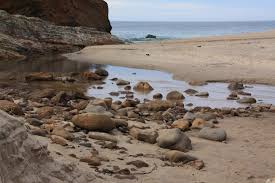 (he is not related to, or named after, basketball legend michael jordan.) jordan has starred. Panther Beach Santa Cruz Ca California Beaches