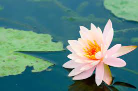 Il fior di loto è sicuramente quella che spicca maggiormente per le sue dimensioni, forme e colori. Fiore Di Loto Come Coltivarlo Al Meglio Giardinaggio Fiori Animali E Centinaia Di Articoli Passo Passo