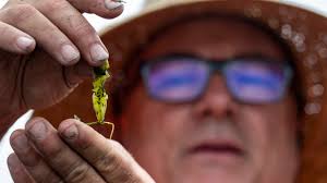 California nixing algae that crowds out food for sea animals