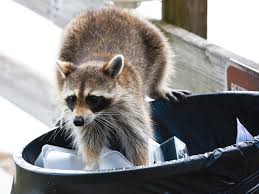 Just two raccoons i saw in ottawa. How To Keep Raccoons And Possums Away From Your House Popular Science